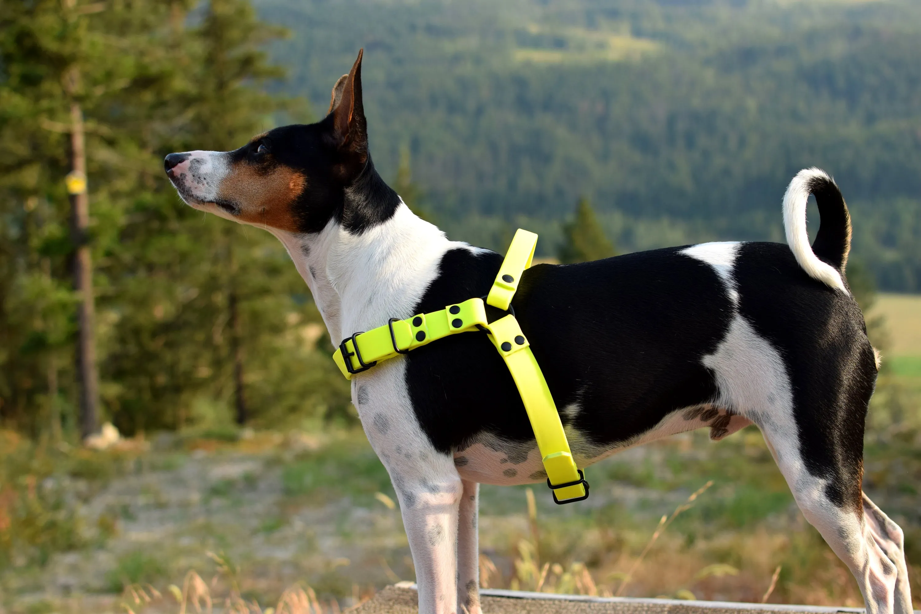 PREMADE COLLECTION - Neon Yellow Biothane Dog Harness