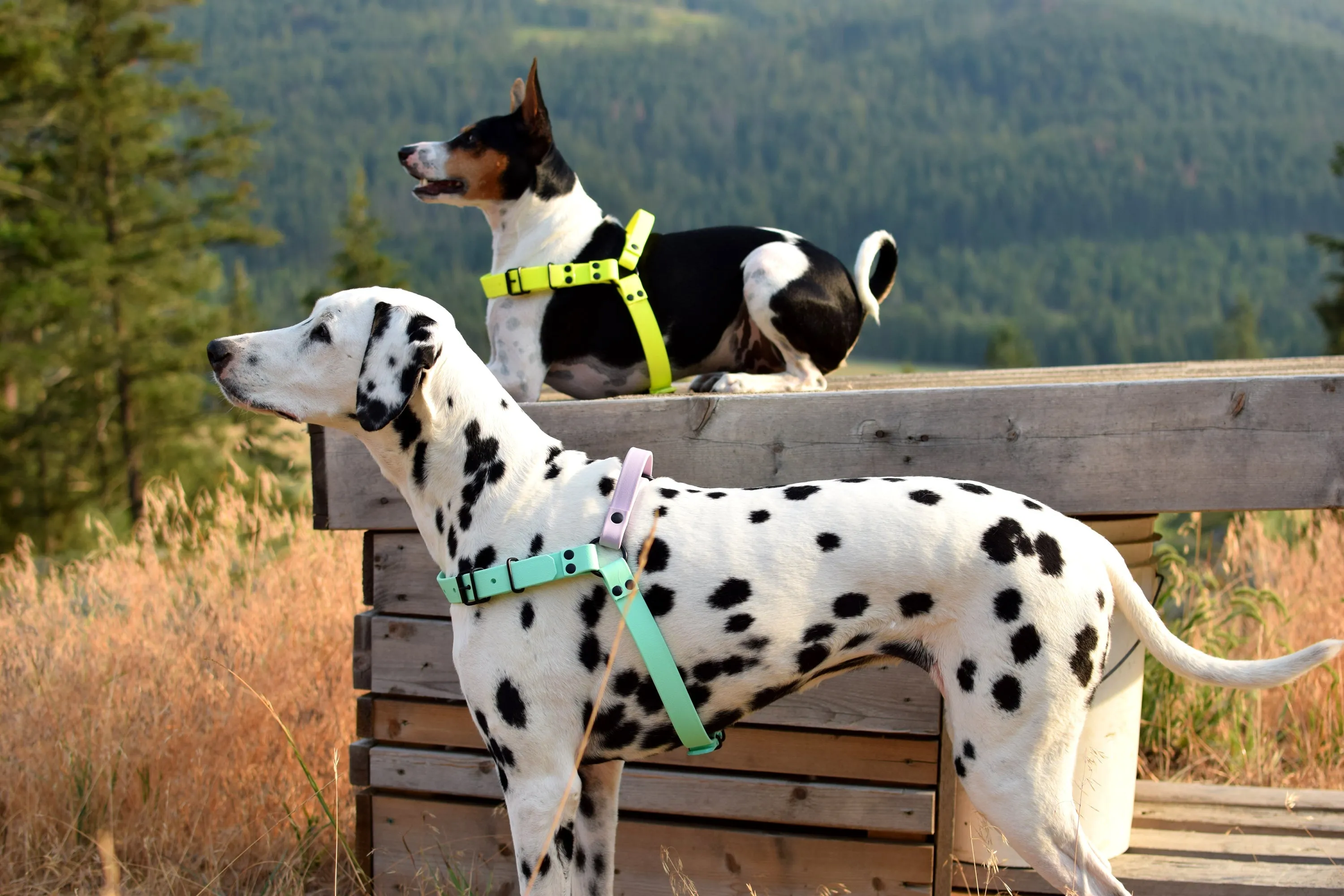 PREMADE COLLECTION - Neon Yellow Biothane Dog Harness